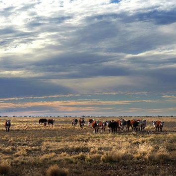 Why we use organic beef.